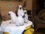 Pairs of Talking Super Sweet Umbrella Cockatoo Parrots for sell.