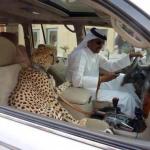 cute cheetah cubs. lion cubs, tiger cubs. and sheeps and parrots for sale
